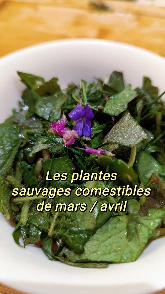 Liste non exhaustive 🌱 Vous en connaissez d'autres ?
Alors bien sûr je ne le redis pas à chaque fois mais avant de cueillir ou de consommer des plantes sauvages, c'est comme pour les champignons, il y a des règles de sécurité, d'hygiène et d'éthique de cueillette à absolument respecter !
J'ai fait un article sur mon blog qui en récapitule les grands principes si ça vous intéresse, mais la règle de base est évidement d'être absolument 8000% sûr.e d'avoir identifié la plante et de s'être assuré qu'elle n'est ni toxique, ni protégée !
Vous trouverez également plein de super infos sur le site de
@syndicatsimples , sur celui de l'AFC (association française des professionnels de la cueillette sauvage) qui a édité un génial livre / pdf sur les règles de cueillette, ou encore par exemple @lechemindelanature qui récapitule très bien aussi sur son site et dans des vidéos comment faire une cueillette sans danger ! 
Et vous pouvez utiliser mon code de réduction sur les formations de cueillette @lechemindelanature, c'est le code ONDINE il fonctionne sur toutes les formations, j'ai suivi la formation cueillette générale, je vous la recommande x1000 💖🌱
Bonne cueillette et bon ap' 🌱
.
.
.
#cueillette #plantessauvages #cueillettesauvage #plantessauvagescomestibles #recettevegetarienne #plantesmedicinales #herboristerie #botanique #survivalisme #randonnée